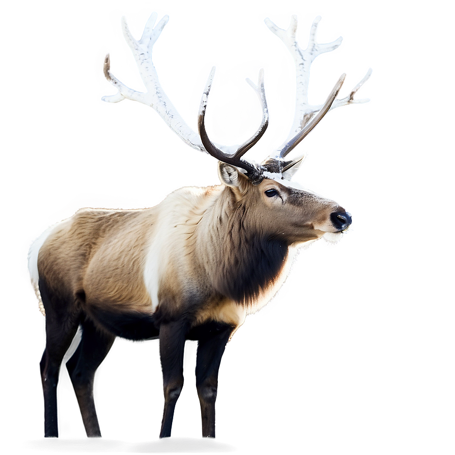 Graceful Caribou In Snow Png 33