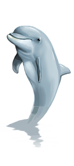 Graceful Dolphin Illustration