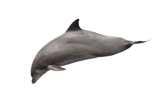 Graceful Dolphinin Dark Waters