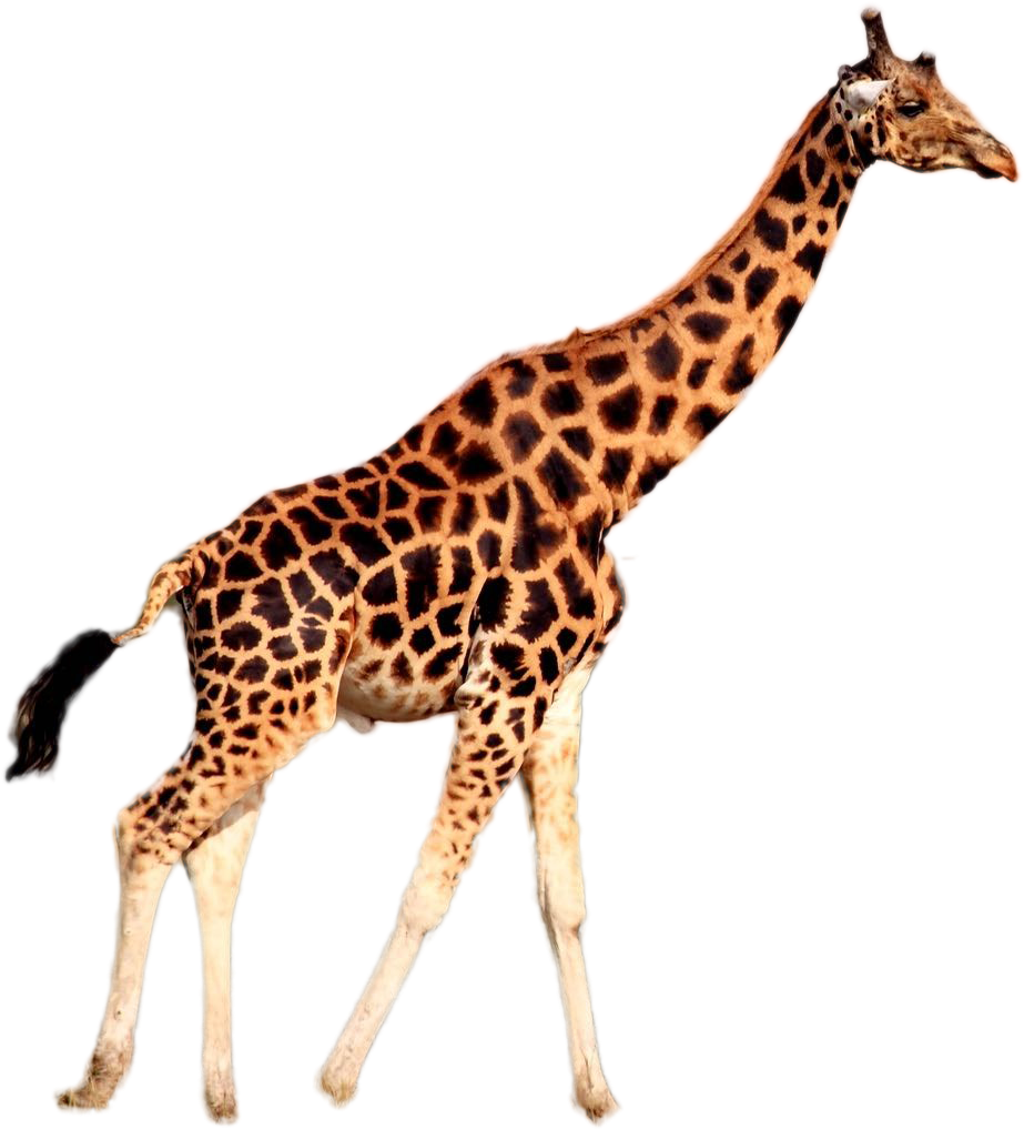 Graceful Giraffe Walking