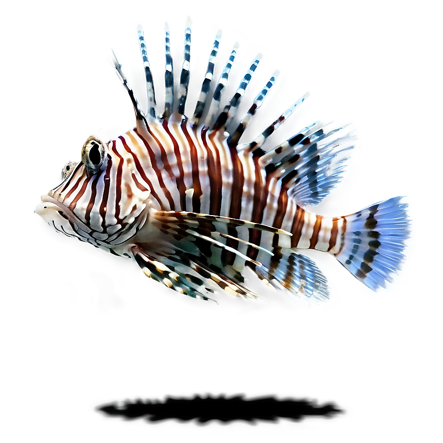 Graceful Lionfish Png Dkh46