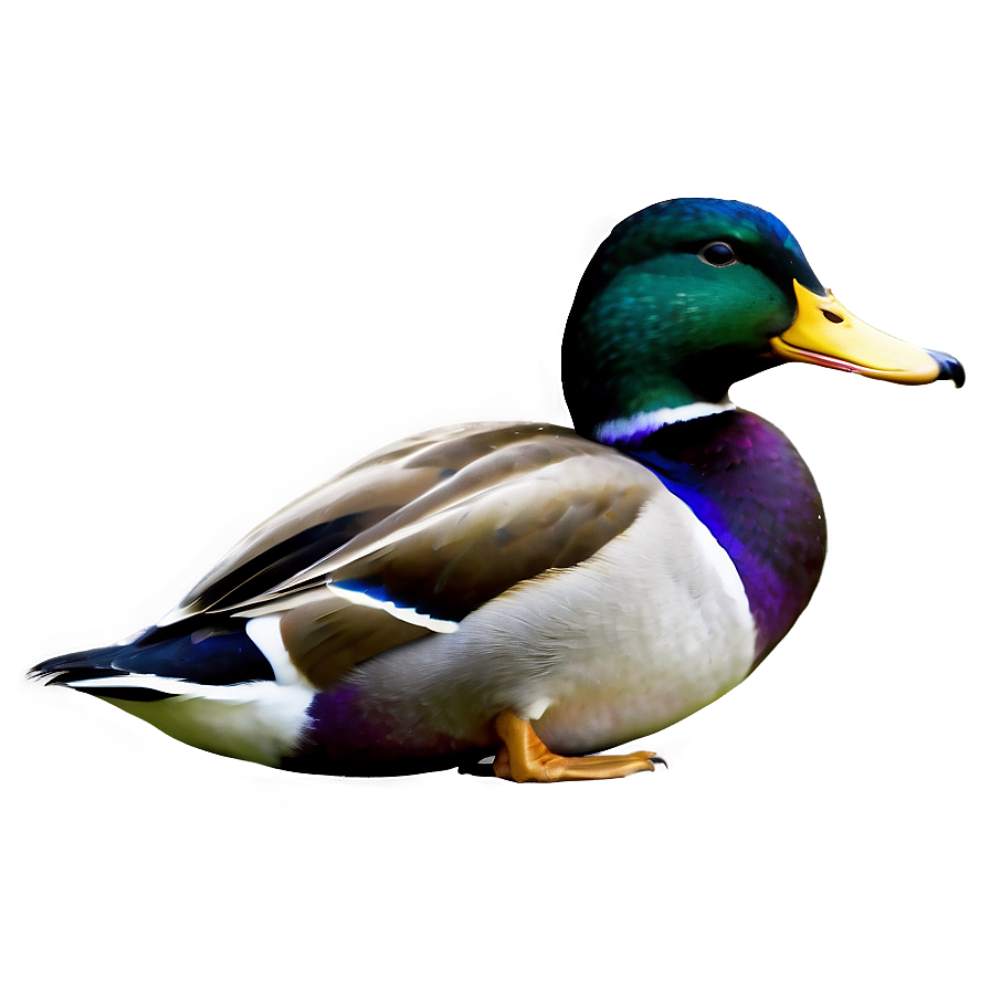 Graceful Mallard Duck Png Oem48