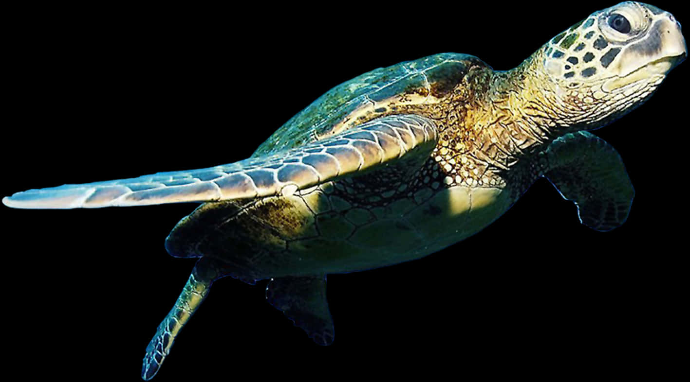 Graceful Sea Turtle Swimming