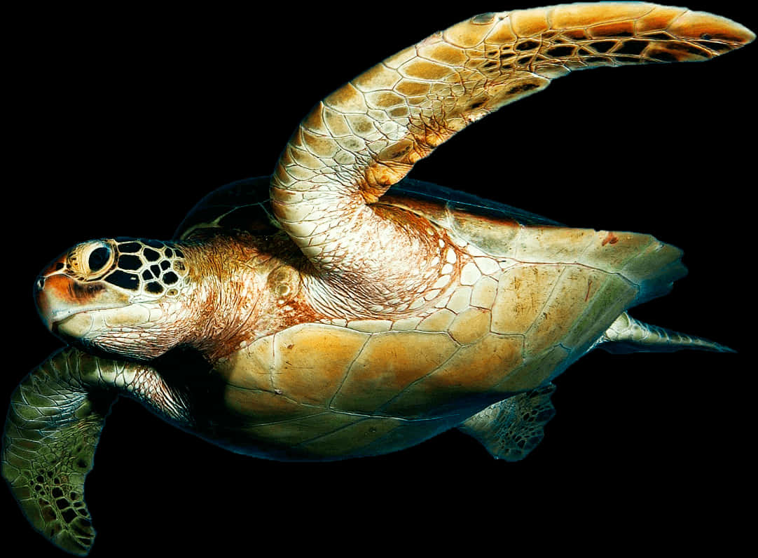 Graceful Sea Turtle Swimming