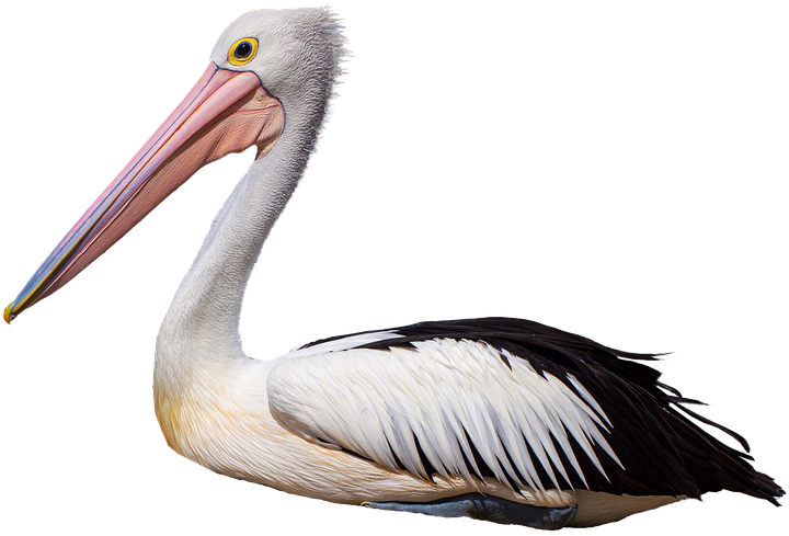 Graceful White Pelican Profile