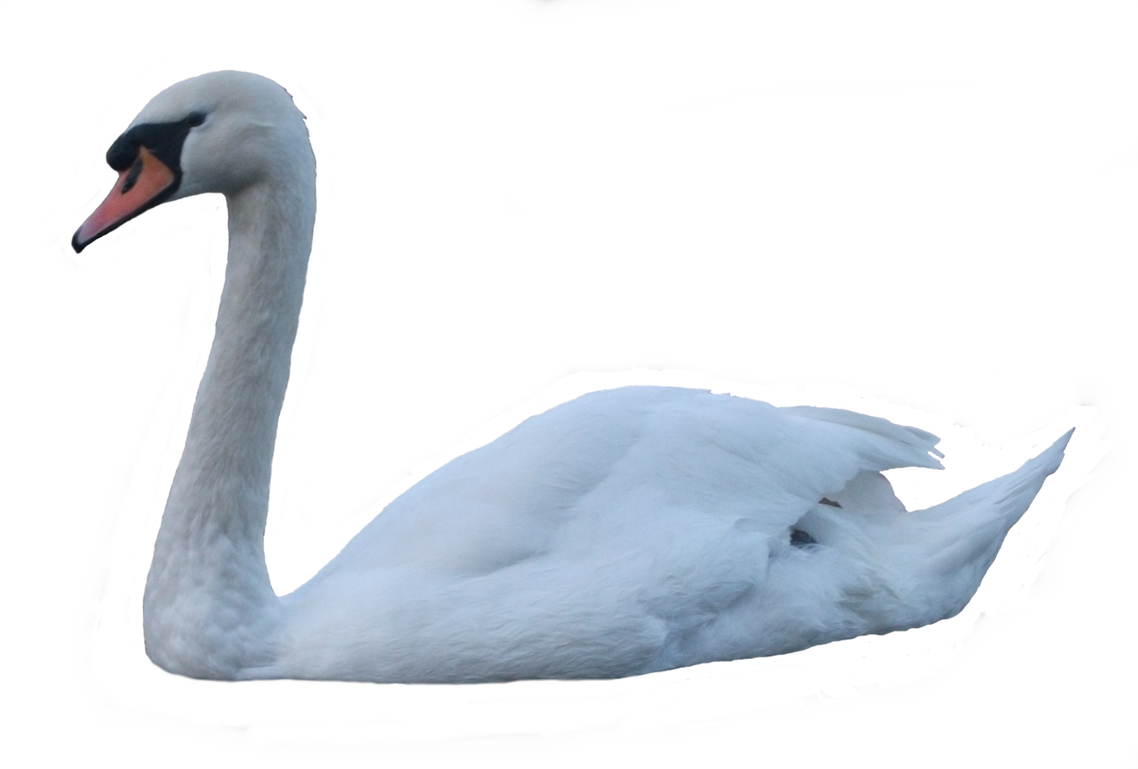 Graceful White Swanon Water