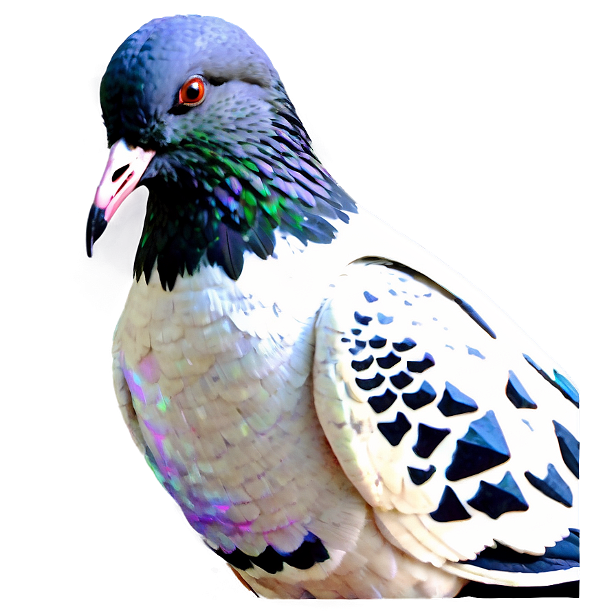 Graffiti Pigeon Png Qdo63