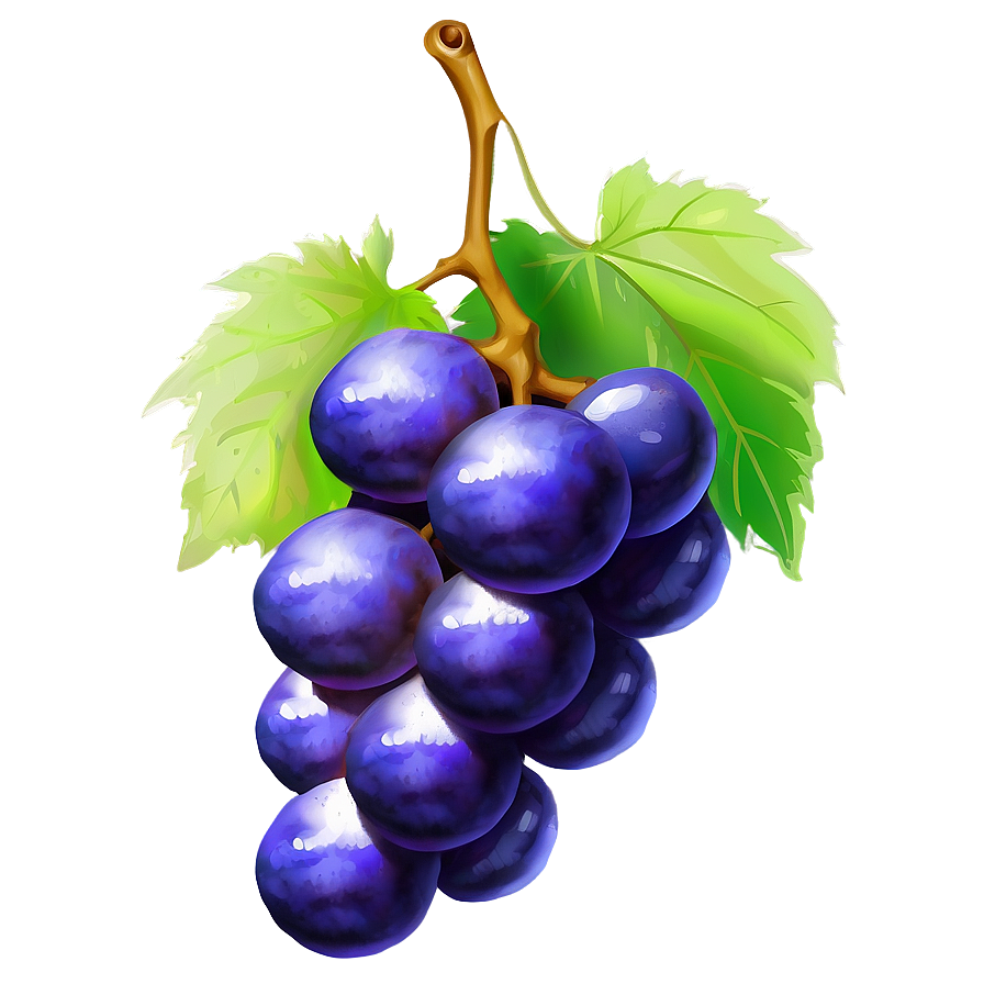 Grape Drawing Png 05212024