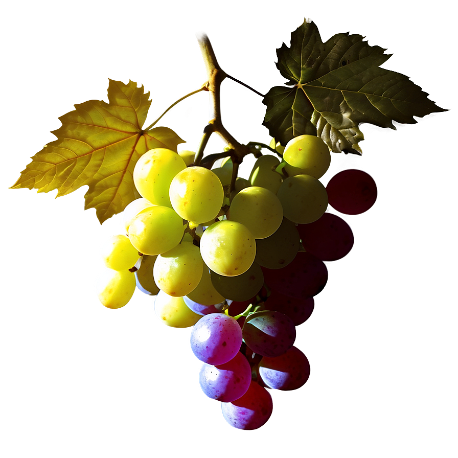 Grape Silhouette Png Ttb51