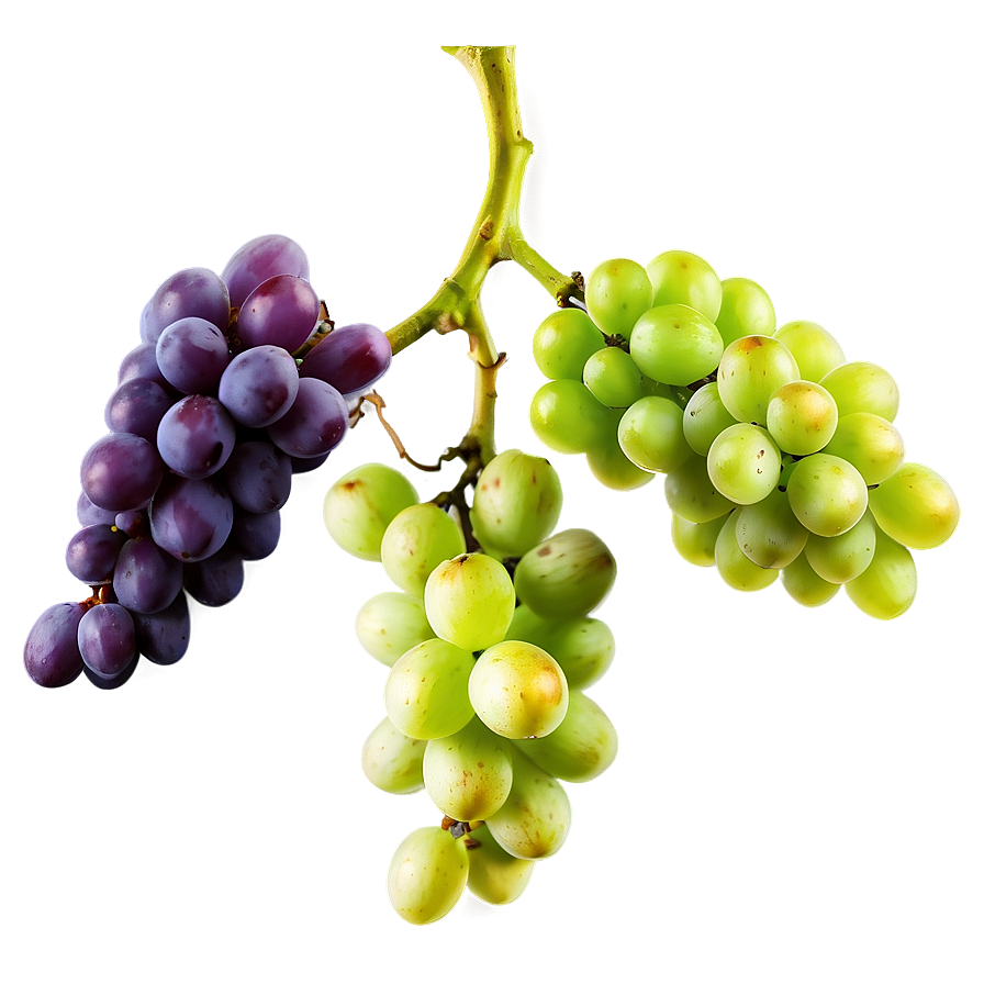 Grapes Bundle Png 36