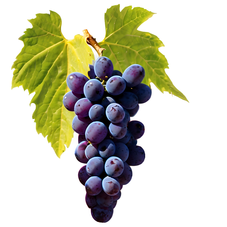 Grapes Outline Png 05242024