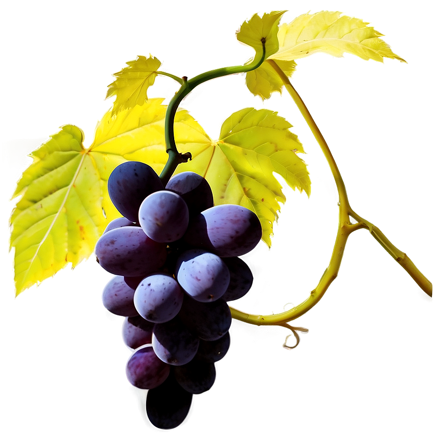 Grapes Silhouette Png 28