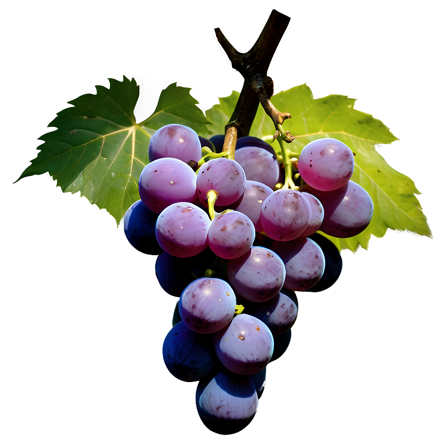 Grapes Silhouette Png Rcp97