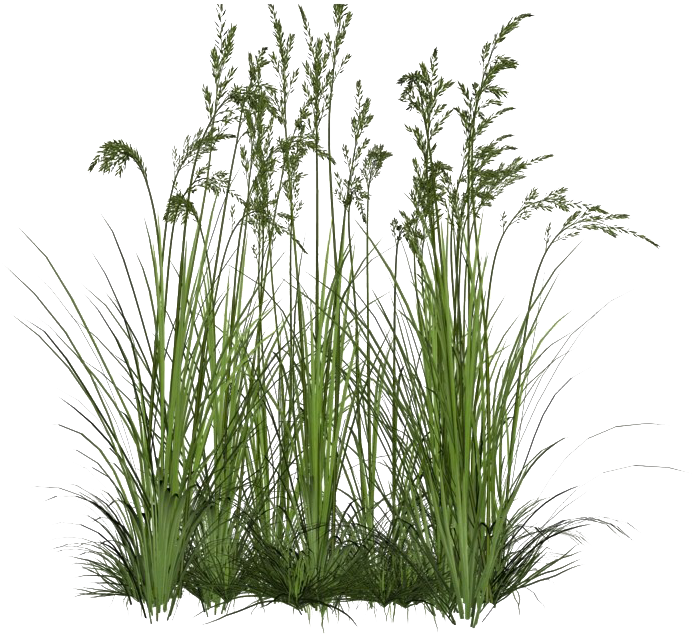 Grass Flower Clusters.png