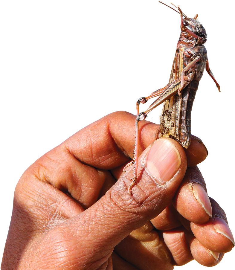 Grasshopper Perchedon Human Finger