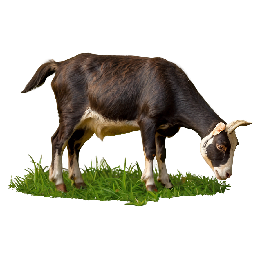Grazing Goat Png Usd