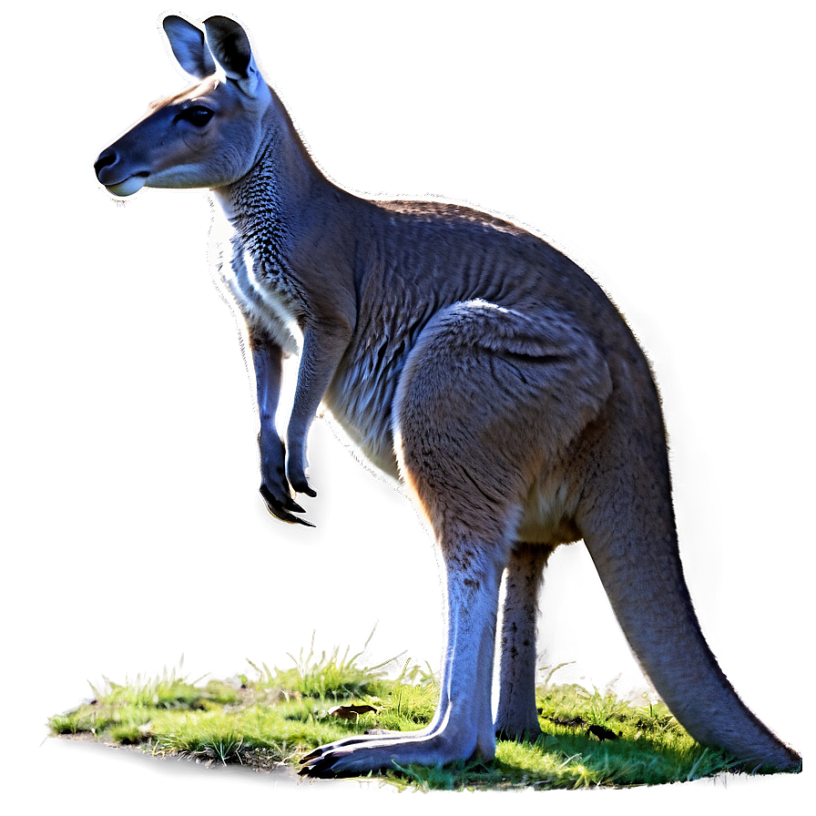 Grazing Kangaroo Png 05212024