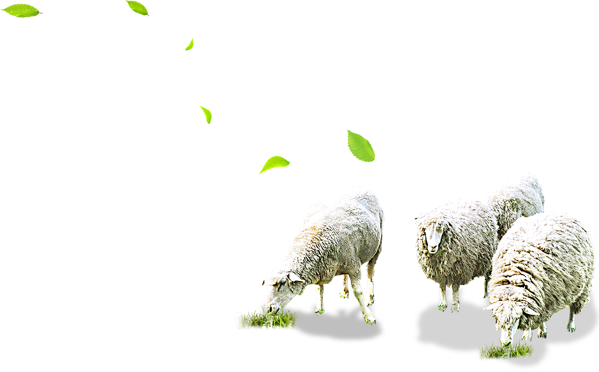 Grazing Sheep Transparent Background