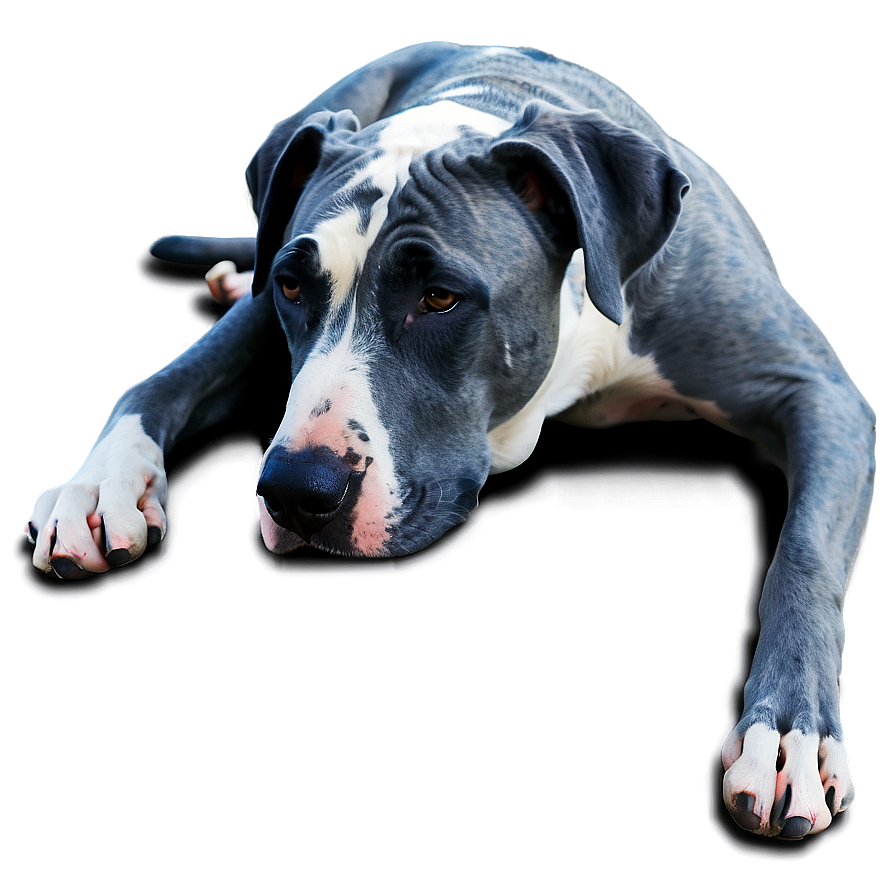 Great Dane Lying Down Png 45