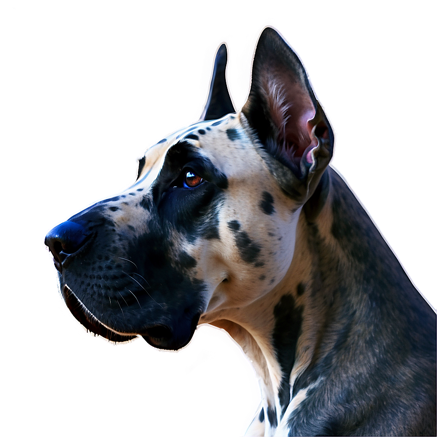 Great Dane Portrait Png Swn21