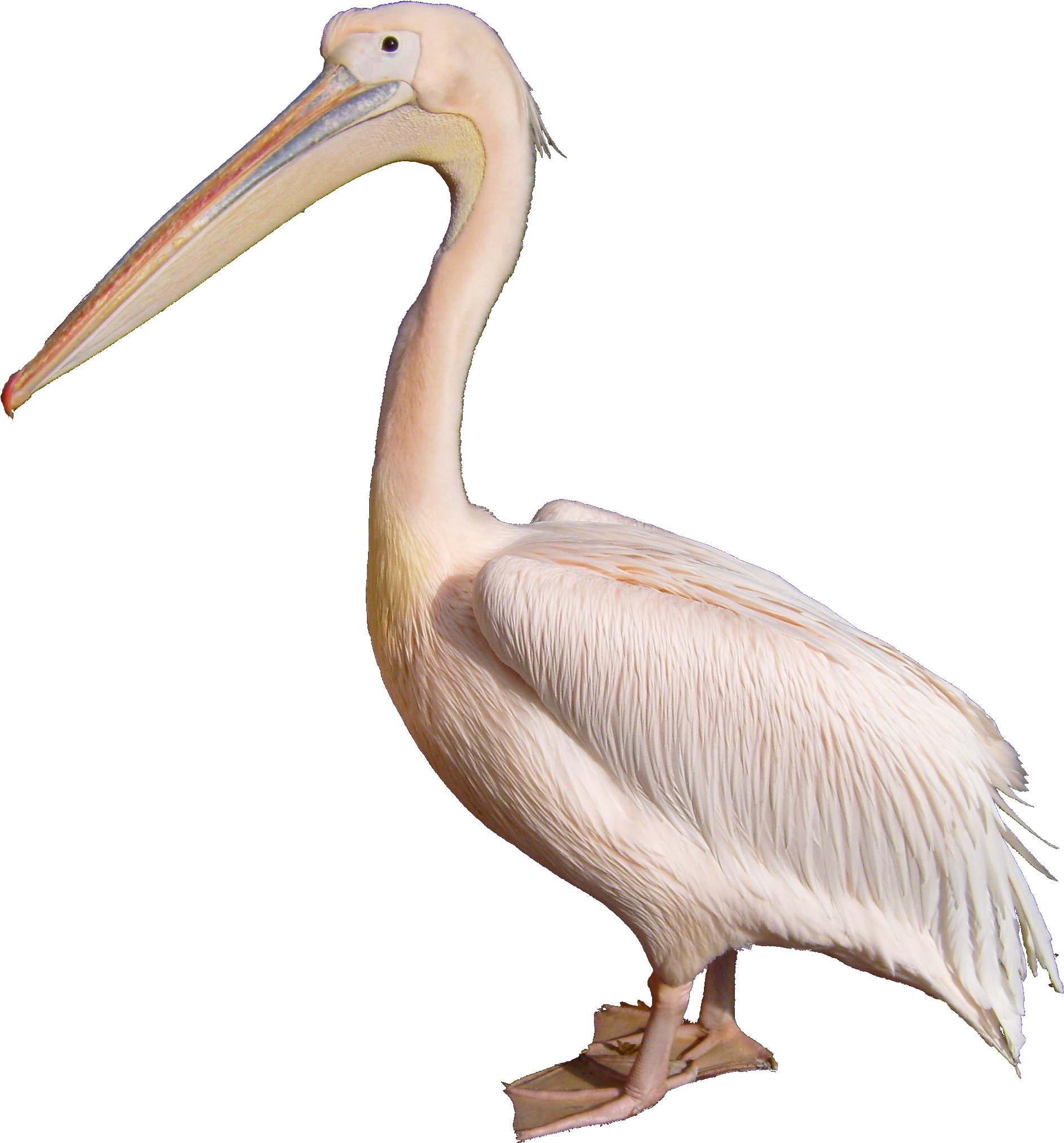 Great White Pelican Standing