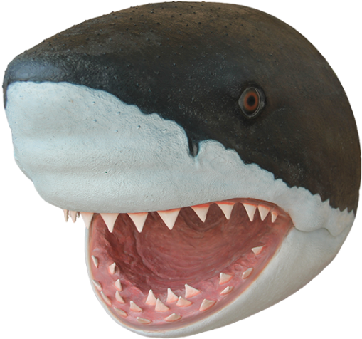 Great White Shark Close Up