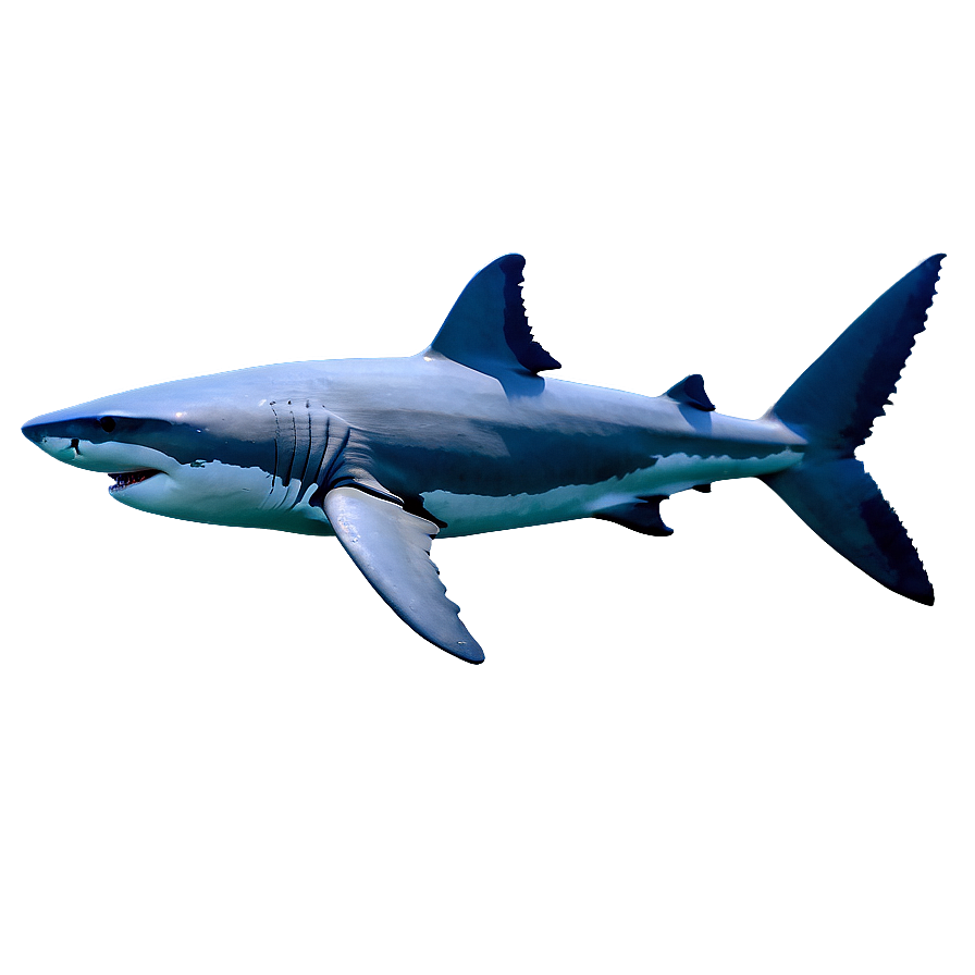 Great White Shark Ecology Png 06122024