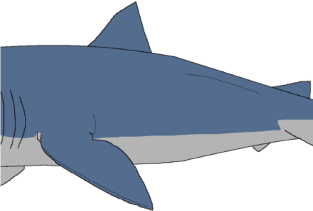 Great_ White_ Shark_ Illustration.png