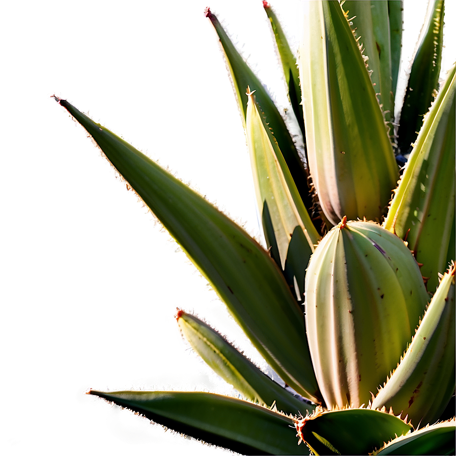 Green Agave Plant Png Oli64