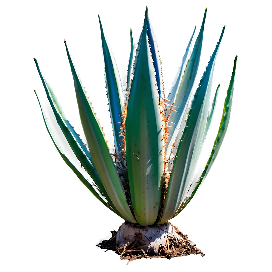 Green Agave Plant Png Xrp17