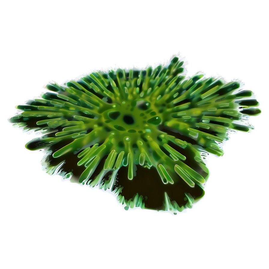 Green Algae Illustration Png 24