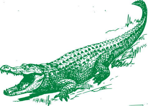 Green Alligator Illustration