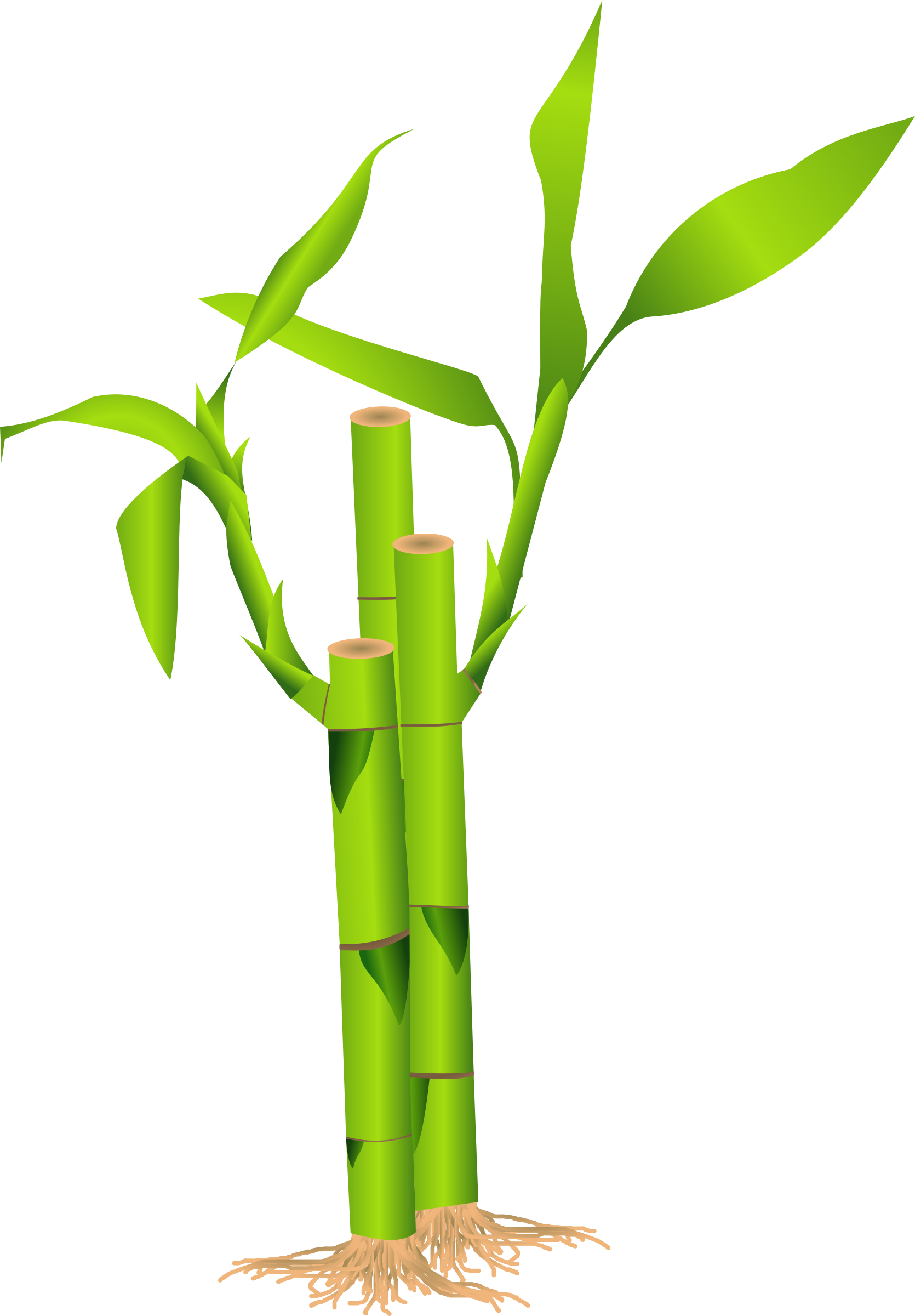 Green Bamboo Graphic