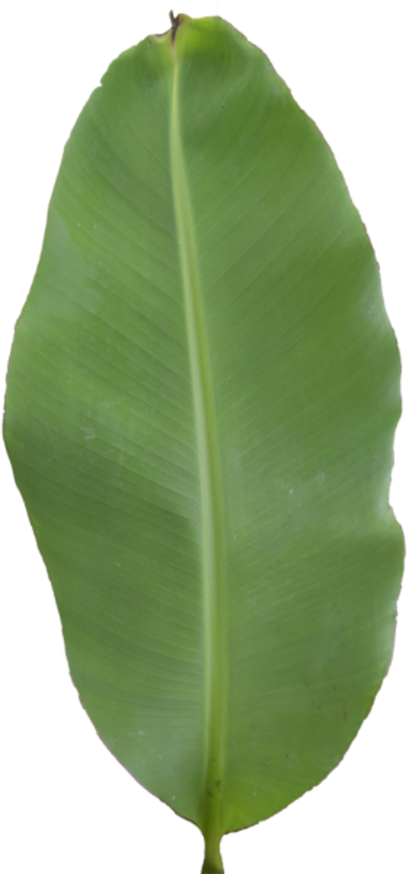 Green Banana Leaf Single