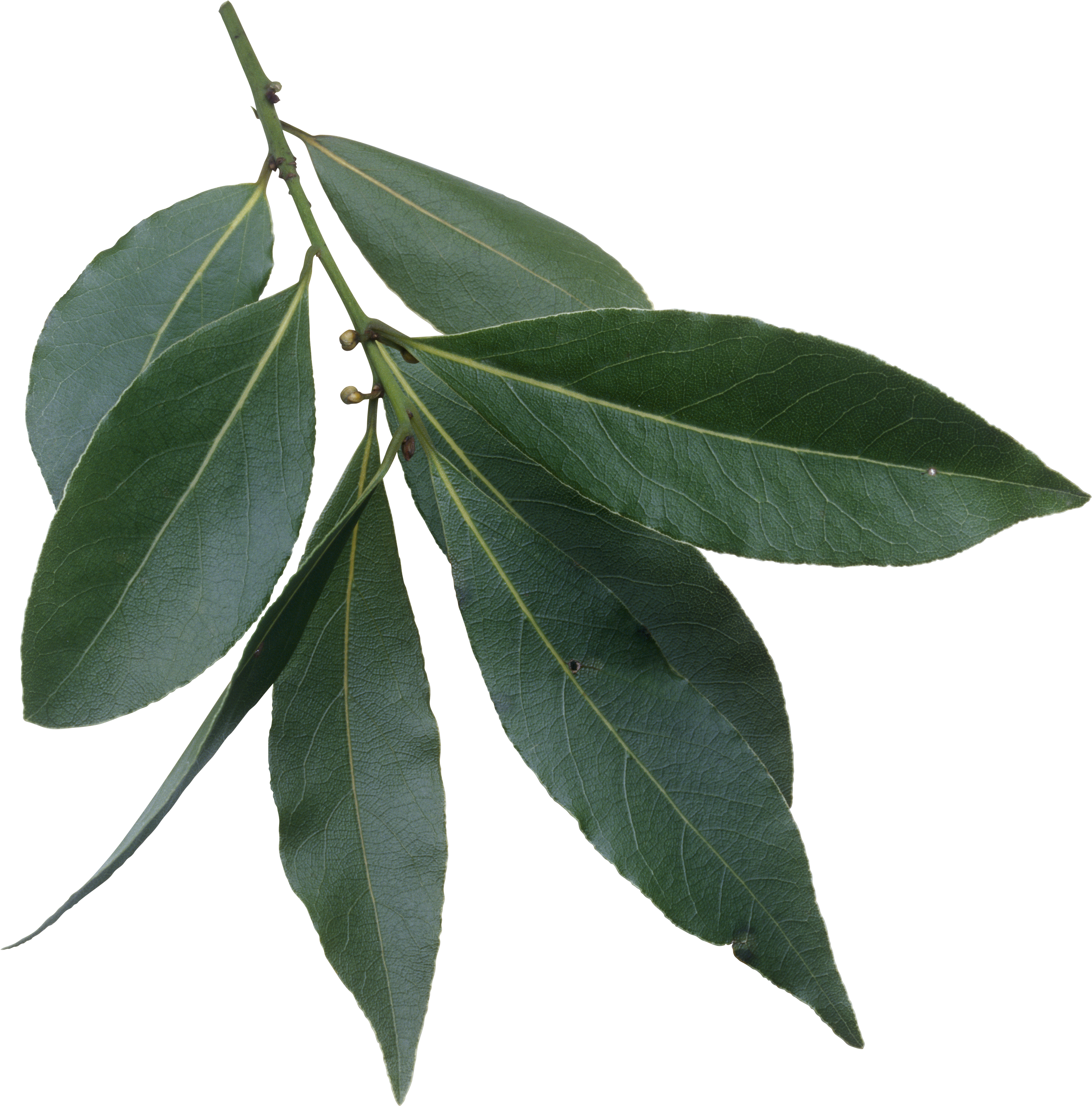 Green Bay Leaves Branch.png