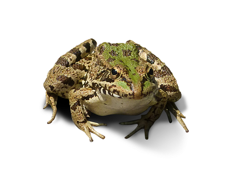 Green Brown Frog Black Background