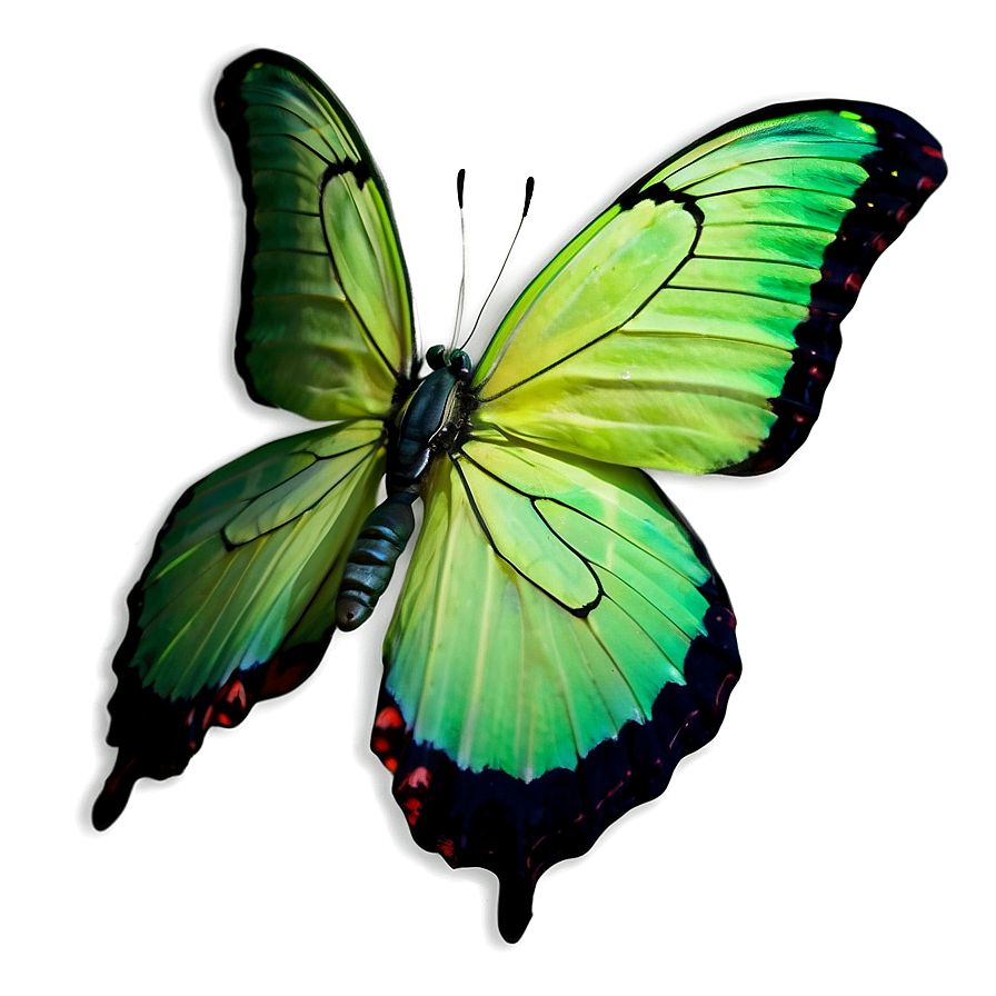 Green Butterfly On White Background Png Pmg