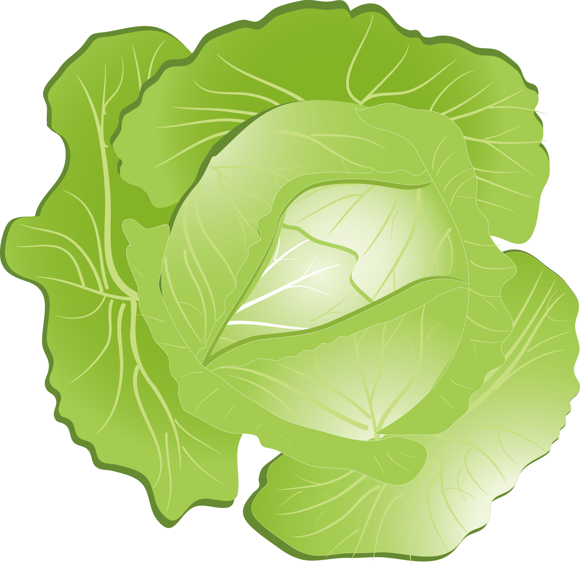 Green Cabbage Illustration