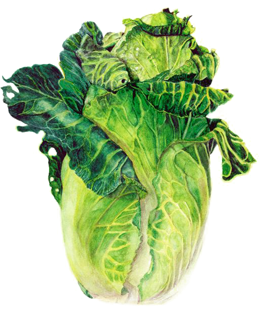 Green Cabbage Watercolor Illustration