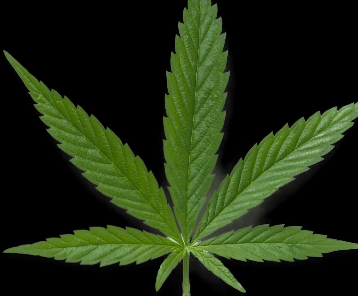 Green Cannabis Leaf Black Background