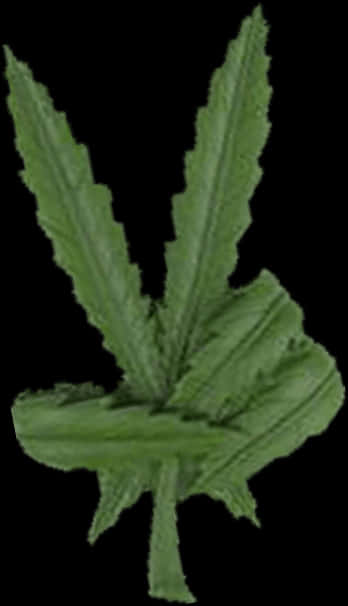 Green Cannabis Leaf Isolated
