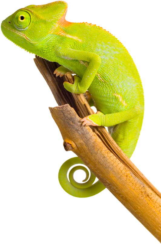 Green Chameleonon Branch.png