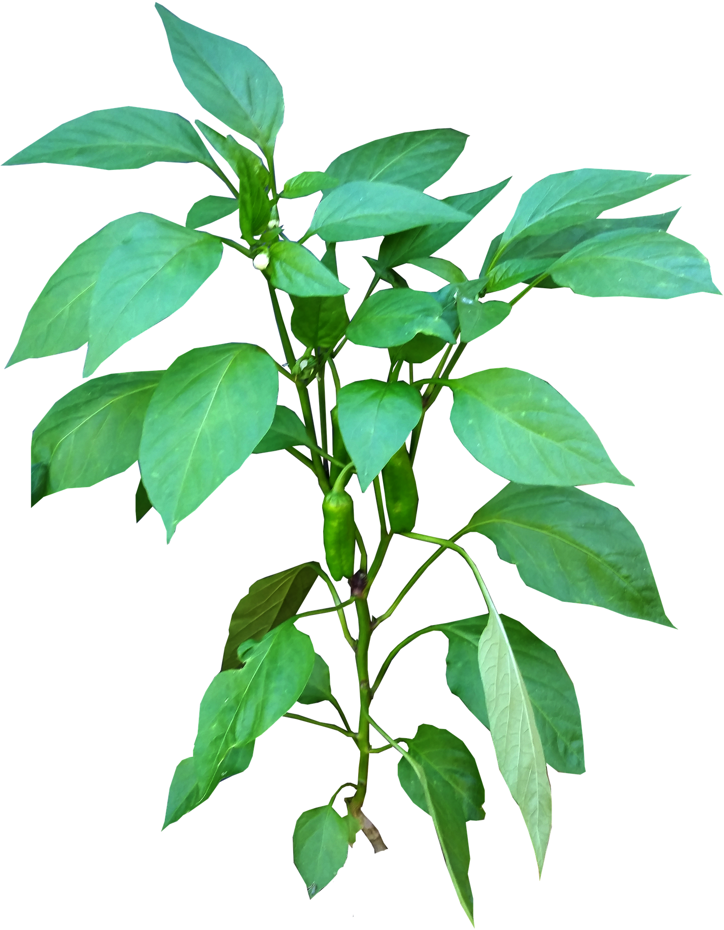 Green Chili Plant