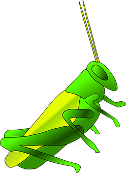 Green Cricket Illustration