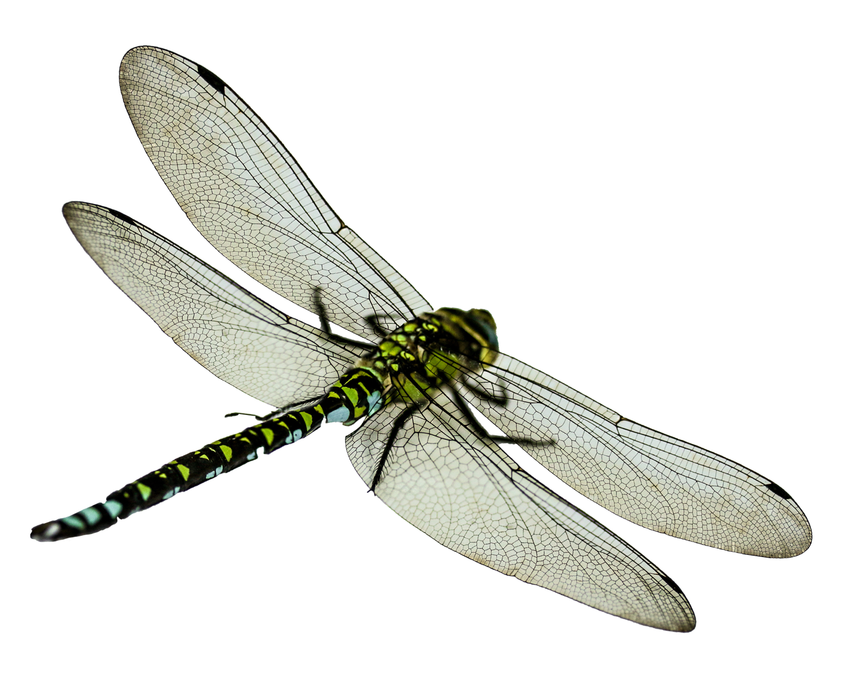 Green Dragonfly Transparent Background