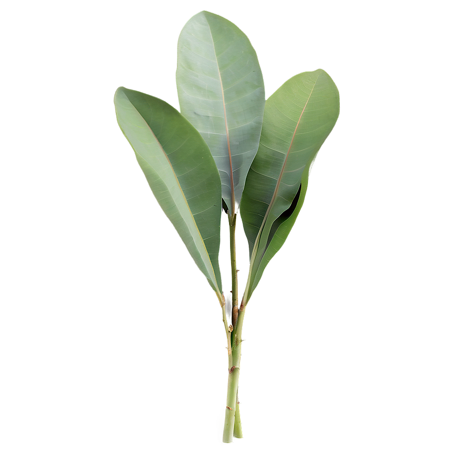 Green Eucalyptus Leaves Png 06272024