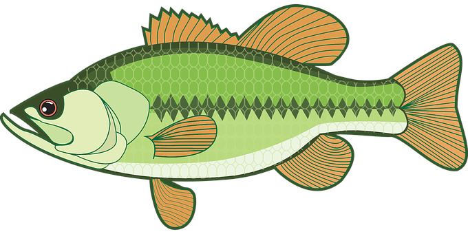 Green Fish Illustration