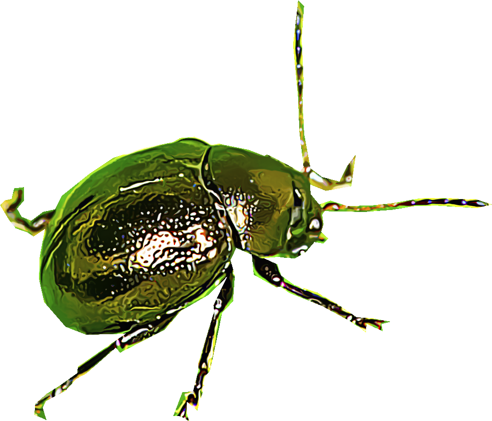 Green Flea Illustration