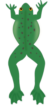 Green Frog Illustration