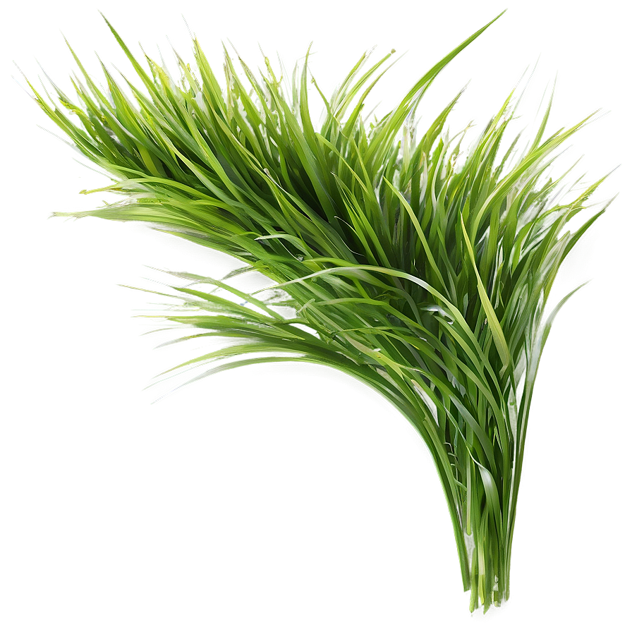 Green Grass In Wind Png 06262024